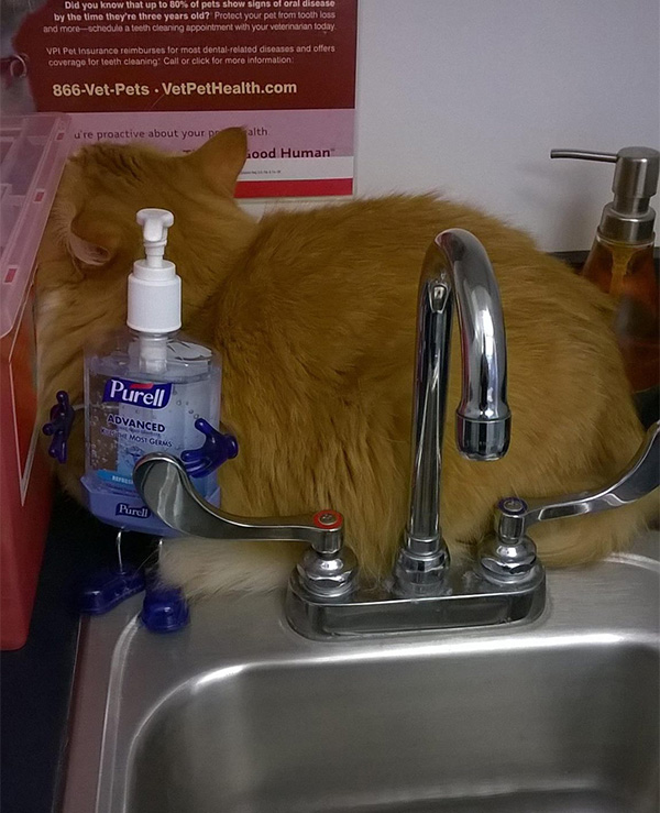 cat hiding at the vet