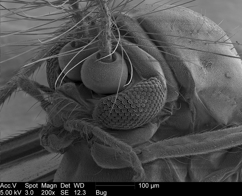 gnat extreme close up microscope