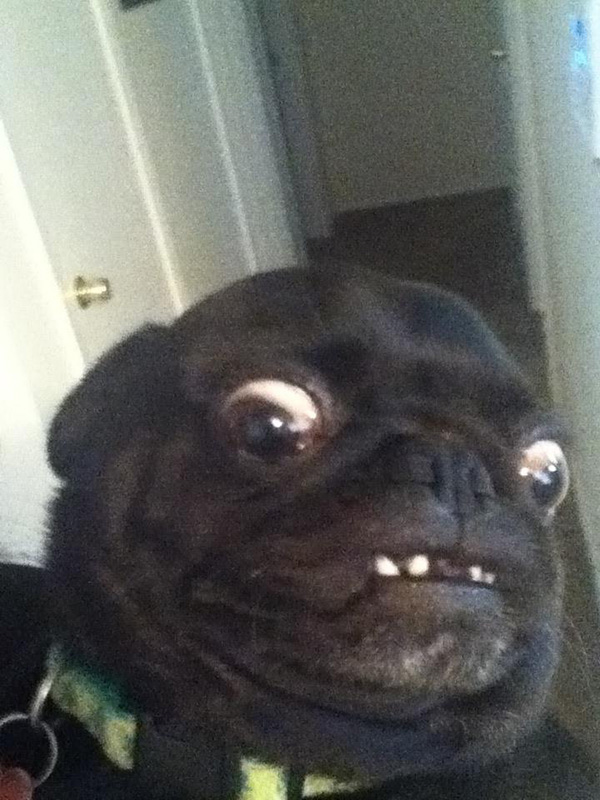 Two Pictures Of This Dog Is Exactly What You Need Today