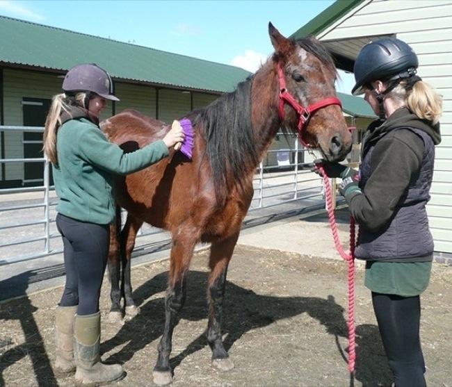 horse rescued