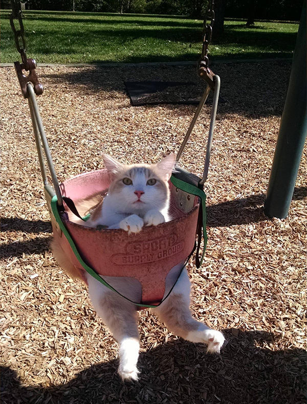 Fat cat swinger