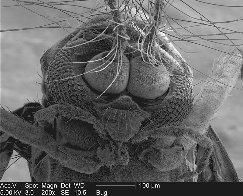 gnat extreme close up microscope