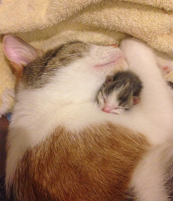 loving kitten and mom