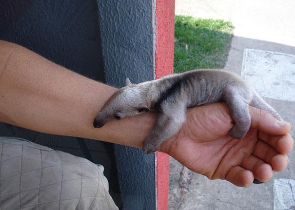 baby ant eater