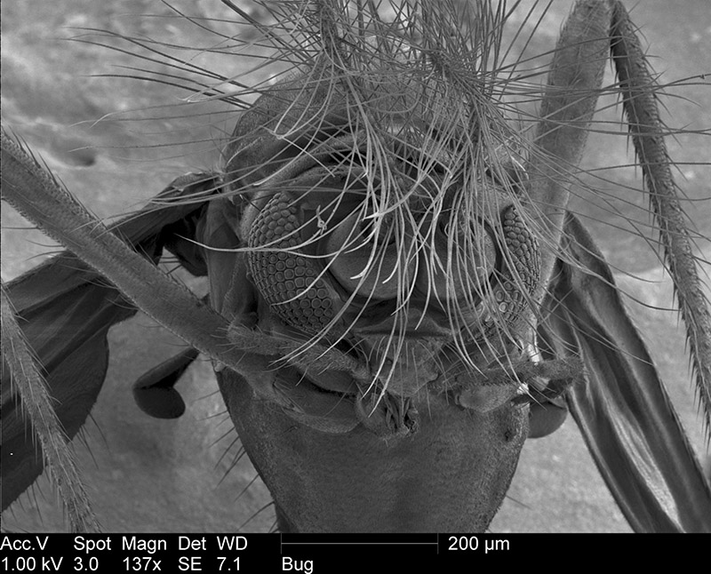 gnat extreme close up microscope