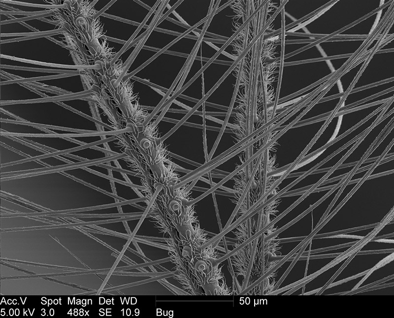 gnat extreme close up microscope