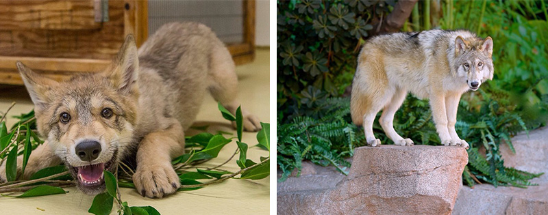 baby wolf then and now