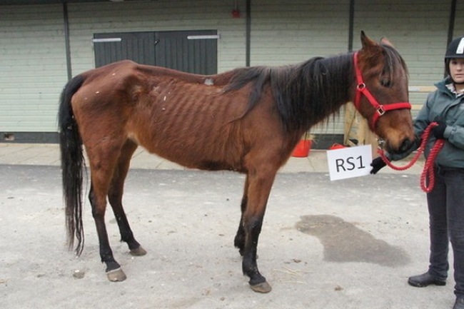 horse rescued