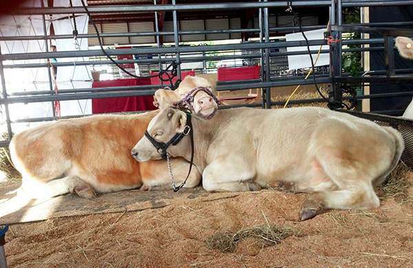 cow friends snuggle