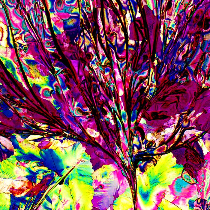 alcoholic drinks under microscope