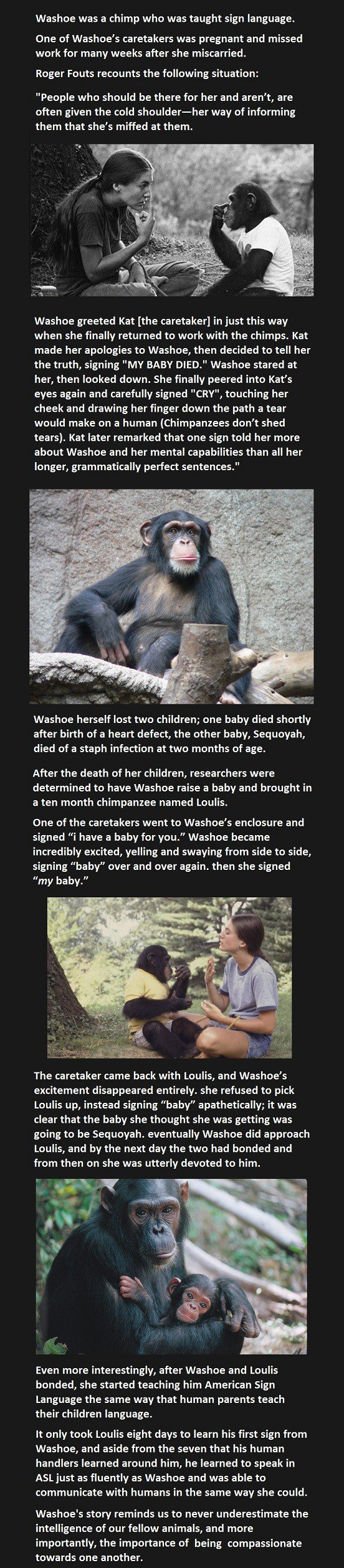 Washoe Chimp ASL