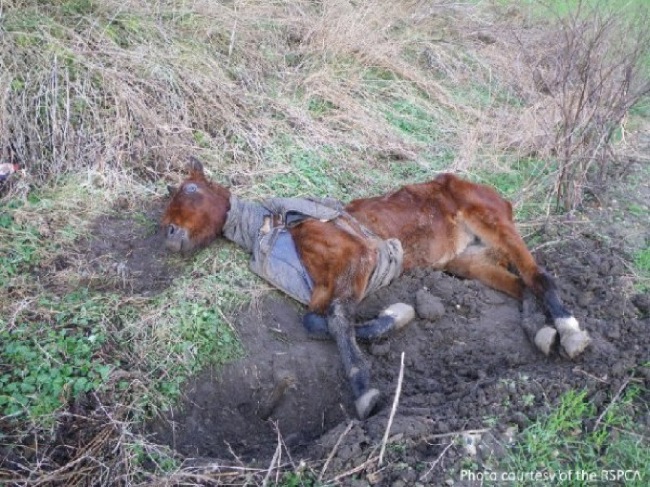 horse rescued