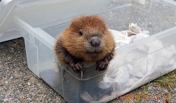 [Image: tsqkg-baby-beaver.jpg]