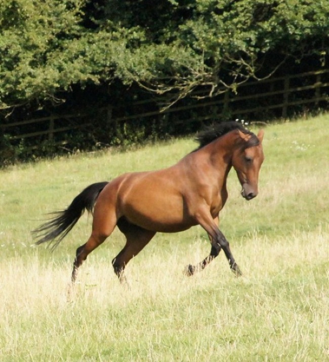 horse rescued