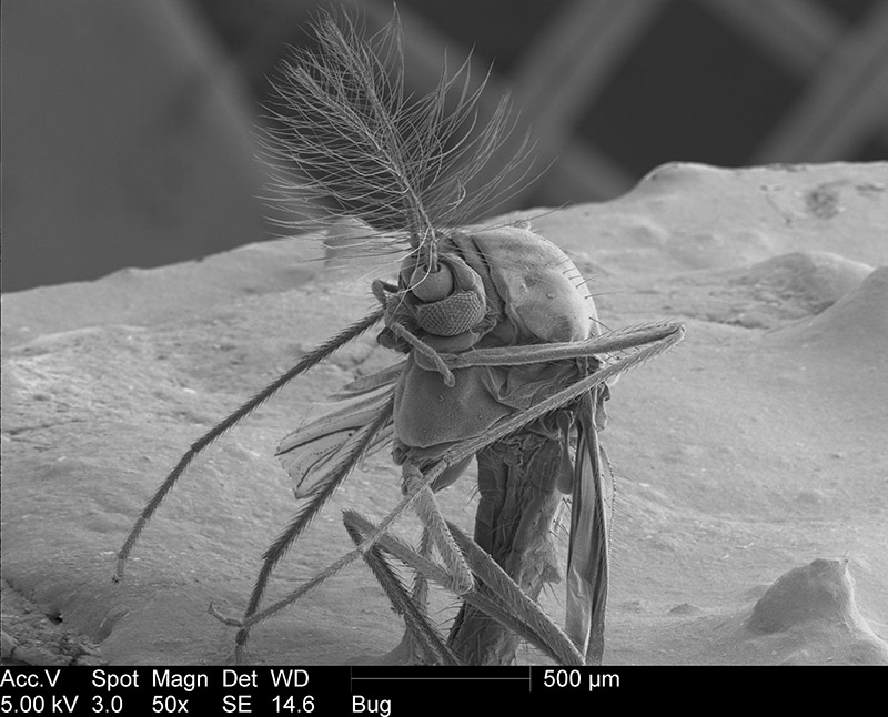 gnat extreme close up microscope