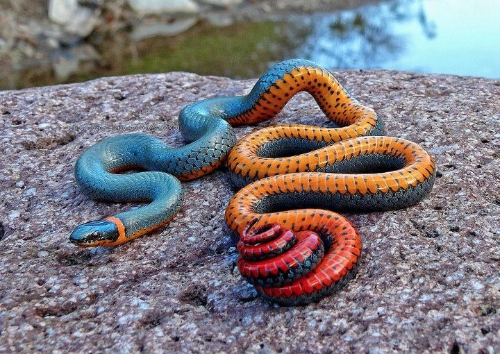 ring snake colorful
