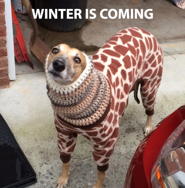 Winter is coming Dog