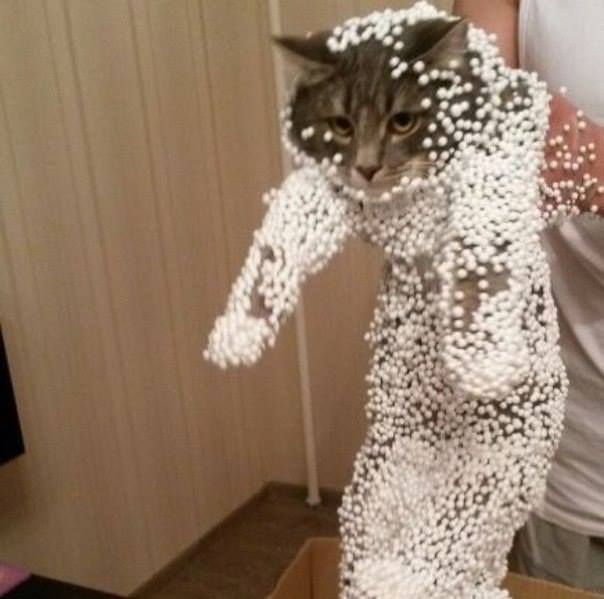 cats styrofoam static