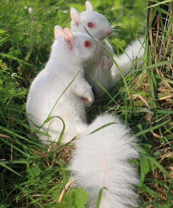  rare albino animals