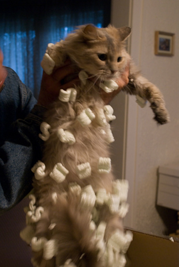 Have you ever felt a shock when petting your cat? This happens due to