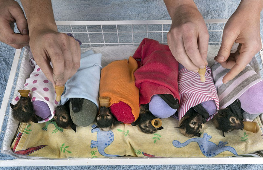 baby bat rescue hospital