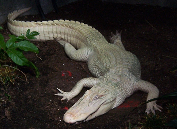 albino alligator