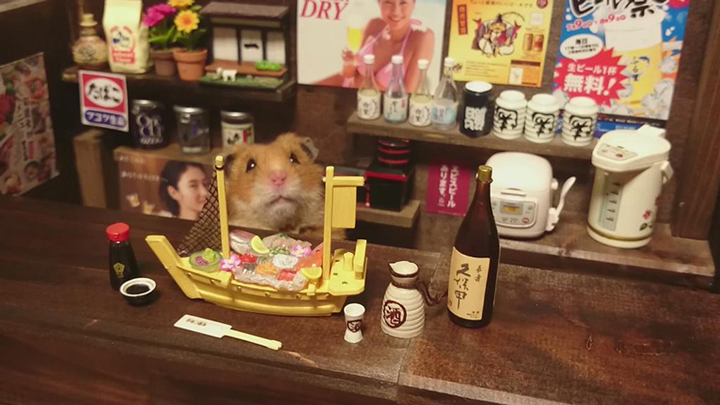 hamster bartender sushi