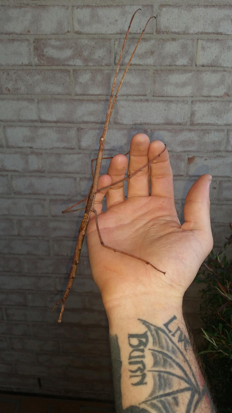  huge stick bug