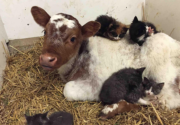 cats on baby cow in barn