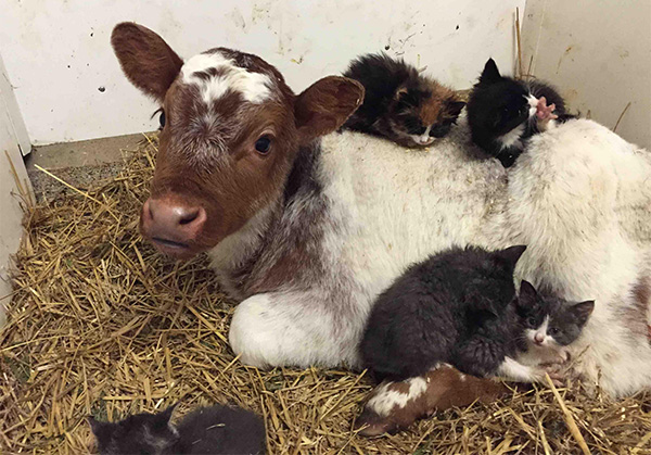 The life of a barn cat