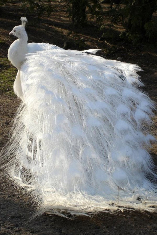  rare albino animals