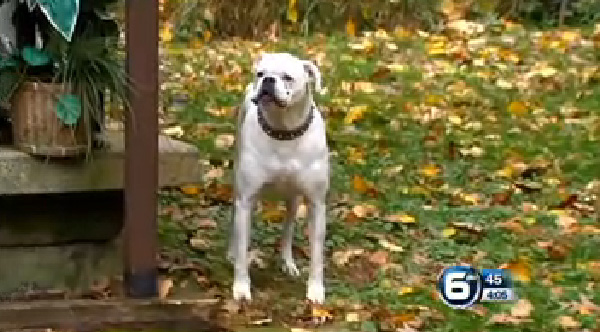 dog saves owners life