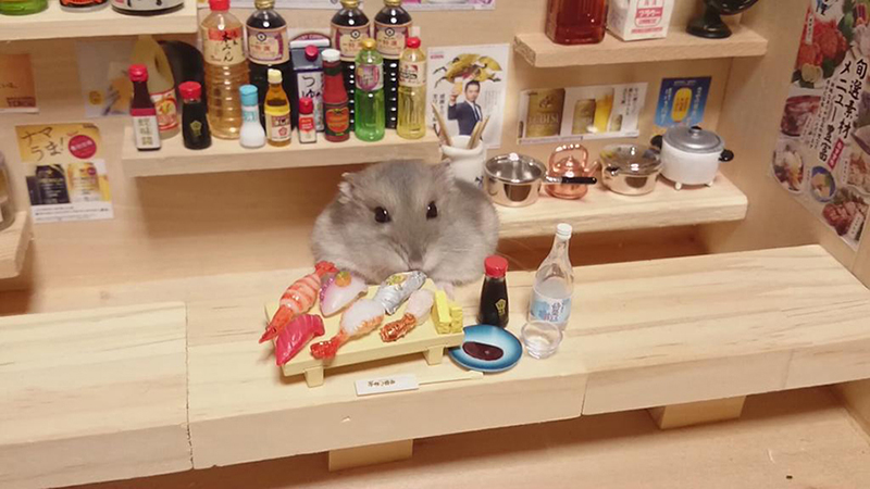 hamster bartender sushi