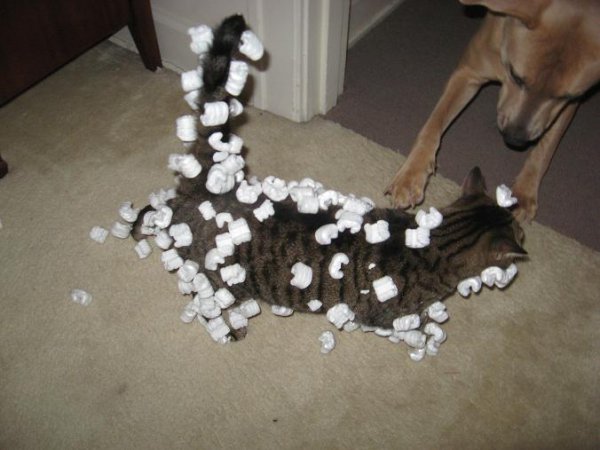 cats styrofoam static