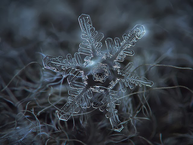 snowflakes closeup
