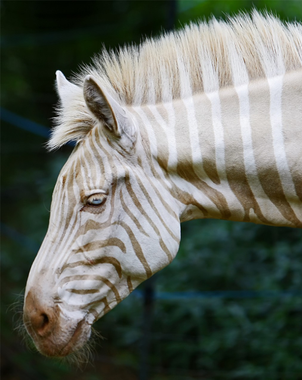  rare albino animals