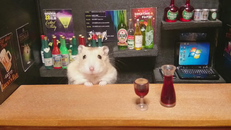 hamster bartender sushi