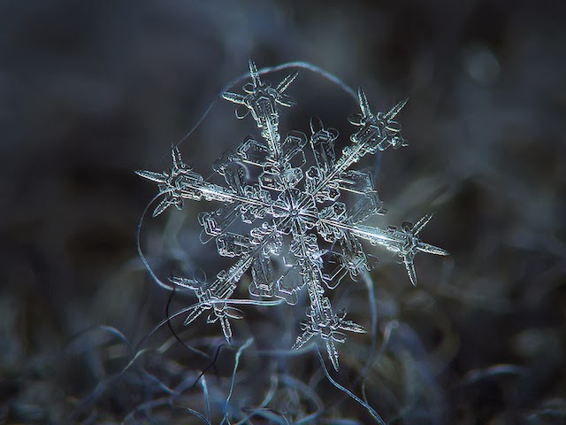 snowflakes closeup