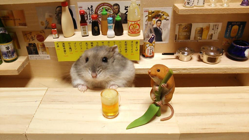 hamster bartender sushi