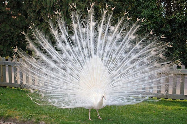 albino peacock