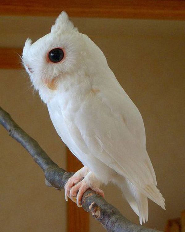11 Rarely Seen Albino Animals