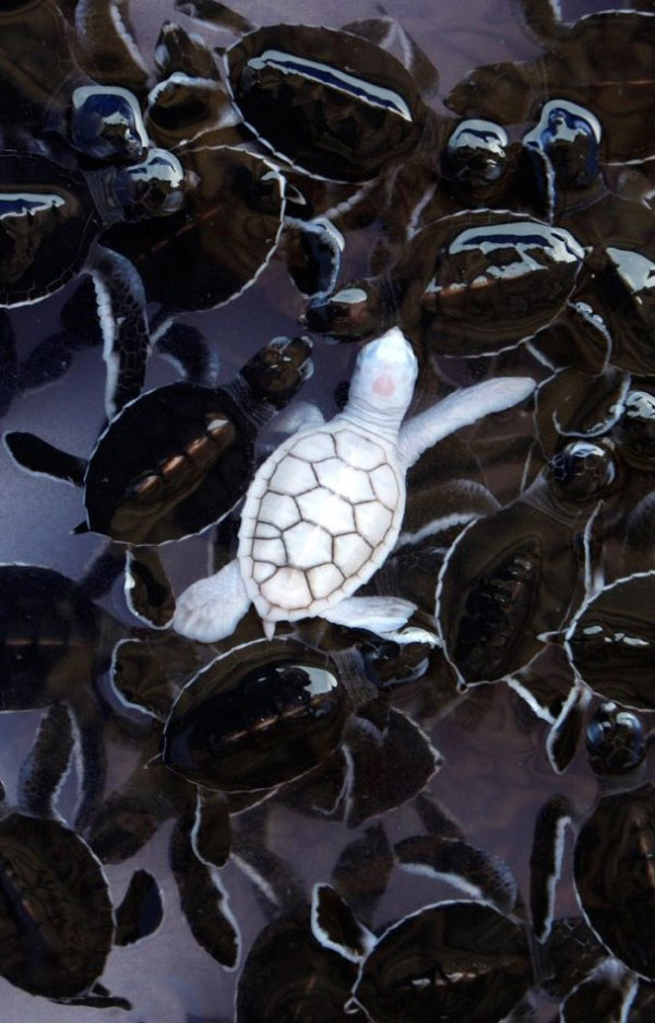  rare albino animals