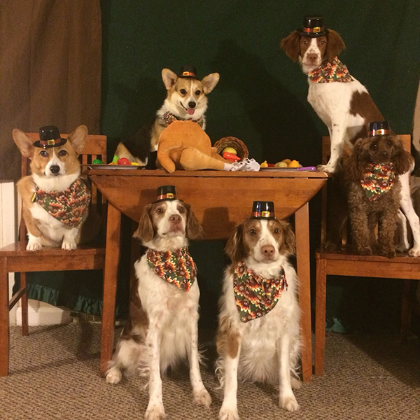 thanksgiving dogs