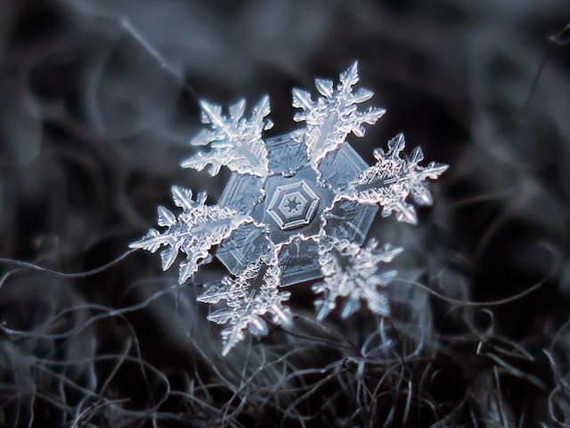 snowflakes closeup