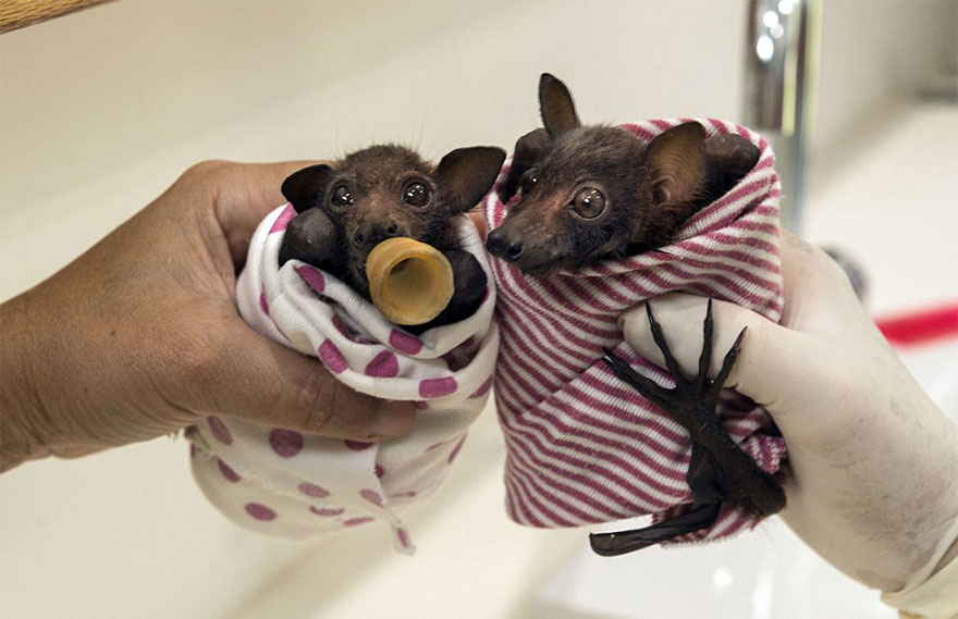 baby bat rescue hospital