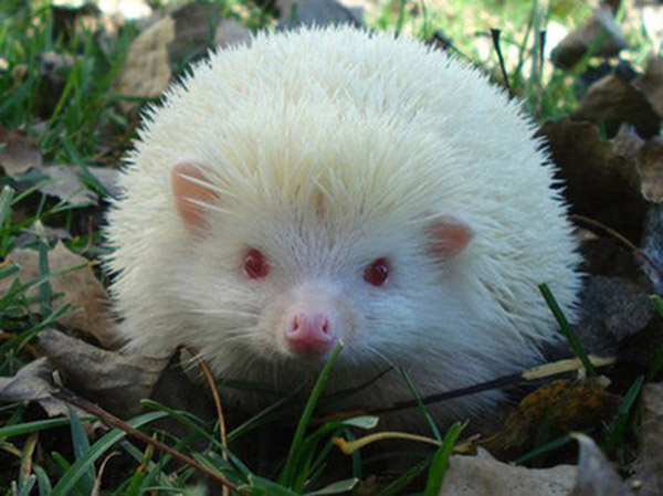  rare albino animals