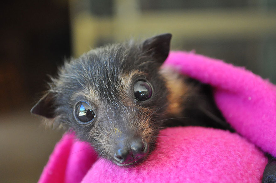 baby bat rescue hospital