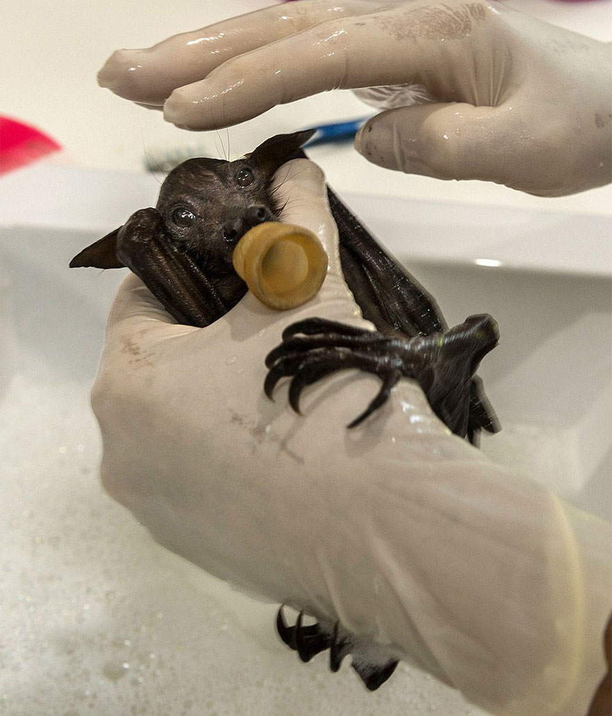 baby bat rescue hospital