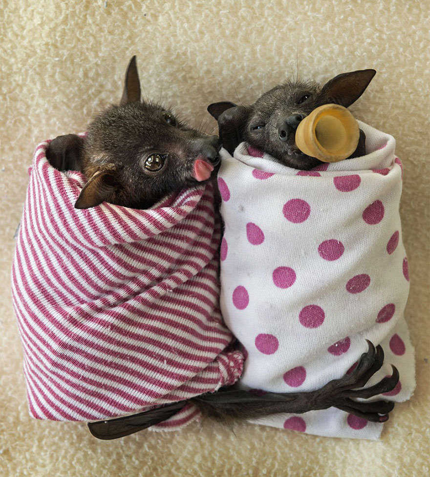 baby bat rescue hospital