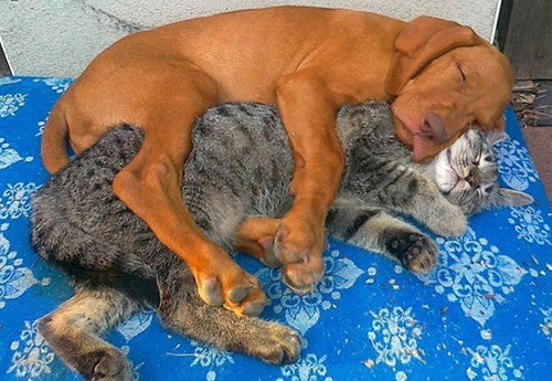 Dog and cat spooning